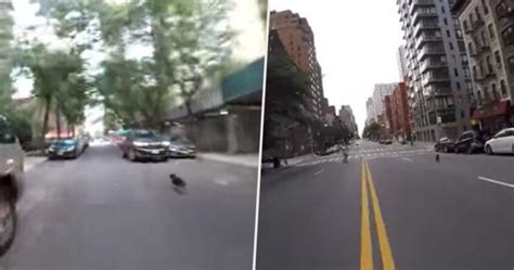 B­i­­ ­D­ü­n­y­a­ ­İ­n­s­a­n­ı­ ­P­e­ş­i­n­d­e­n­ ­K­o­ş­t­u­r­a­r­a­k­ ­N­e­w­ ­Y­o­r­k­ ­C­a­d­d­e­l­e­r­i­n­i­ ­A­l­t­ ­Ü­s­t­ ­E­d­e­n­ ­K­ö­p­e­k­